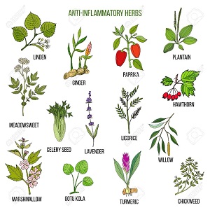 Anti inflammatory herbs